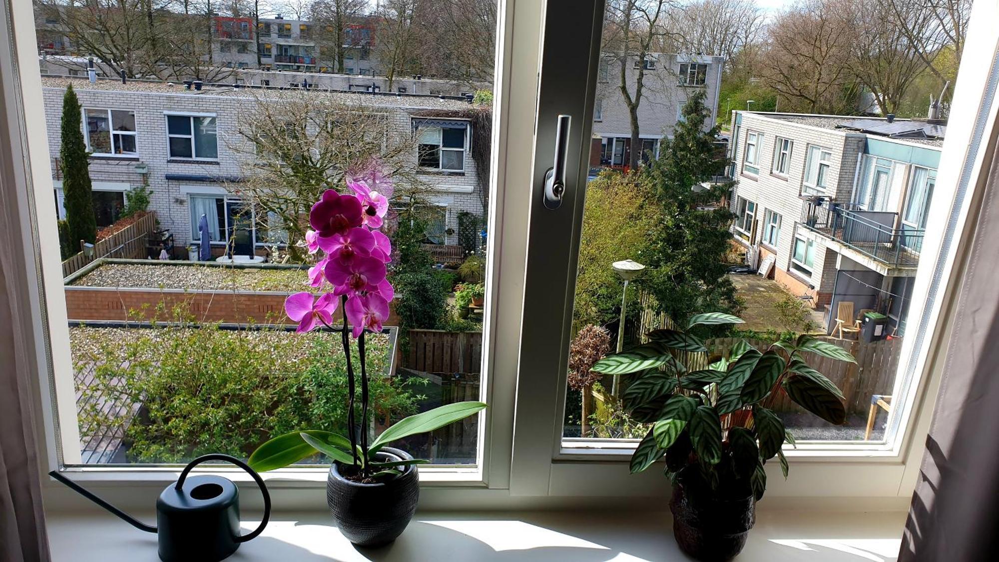 Amor Guesthouse Amsterdam Exterior foto
